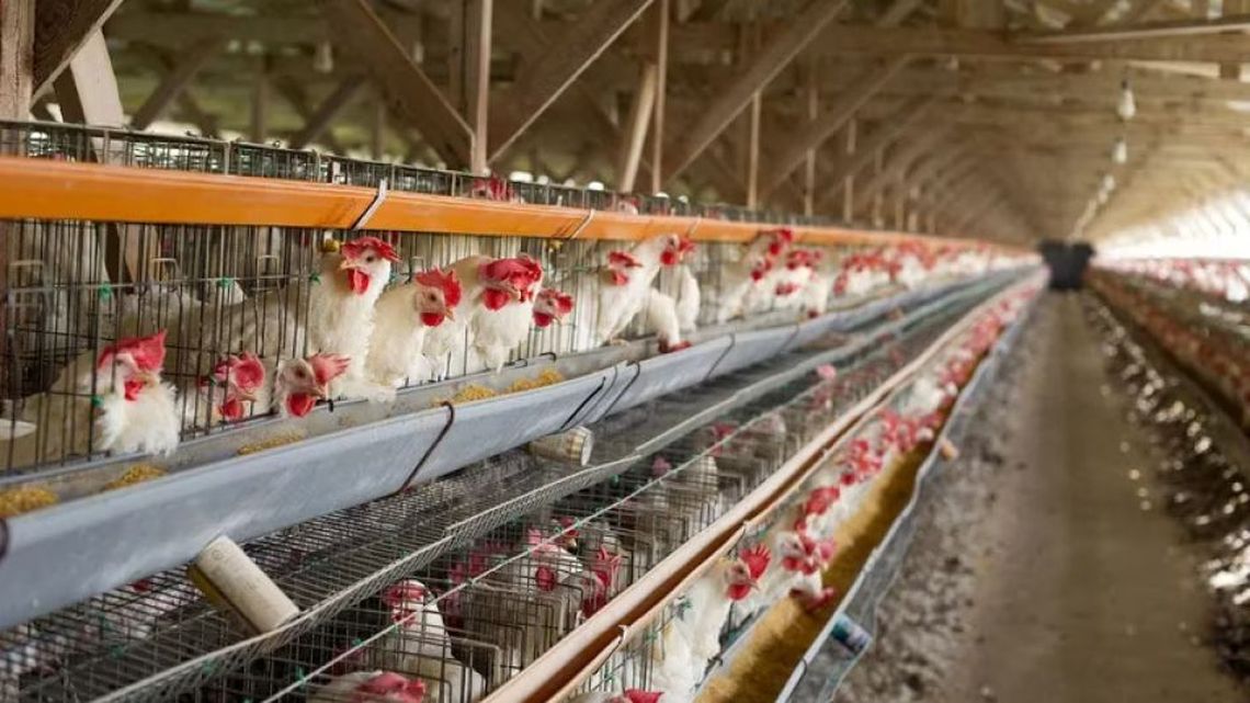 Aumentaron considerablemente los casos de gripe aviar