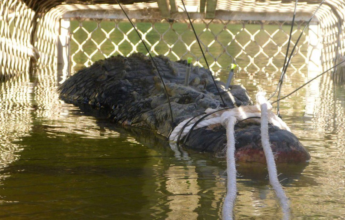 Australia: capturaron a un cocodrilo gigante de 600 kilos y 5 metros de largo