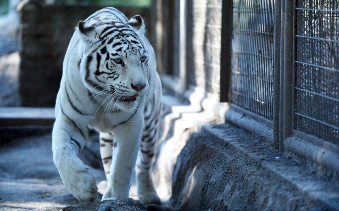 Murió Dhara, una tigresa blanca del zoológico de La Plata