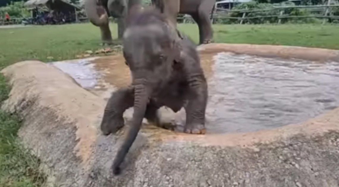 El video de un elefante en Tailandia en furor. 