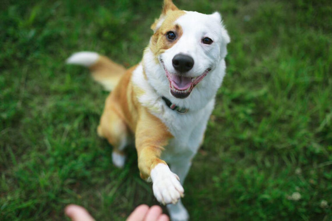 Adiestramiento canino: ¿Todos los perros pueden aprender?