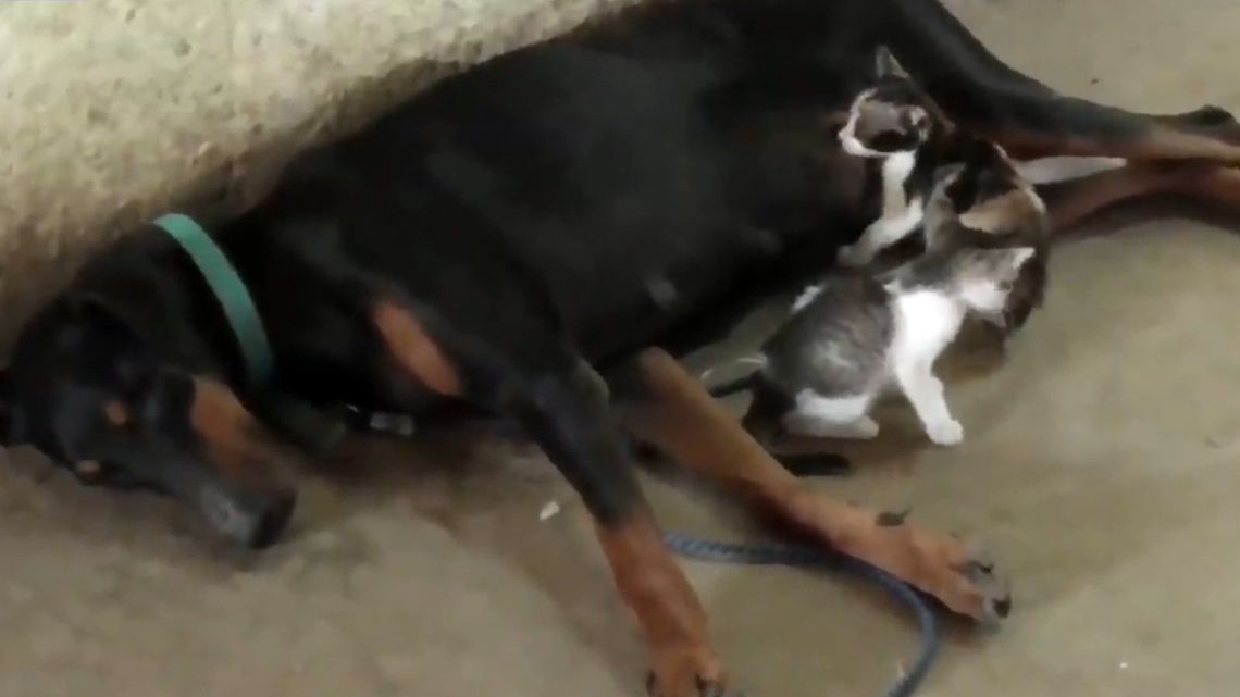 India: Doberman adopta tres gatitos huérfanos después de perder a sus propios cachorros