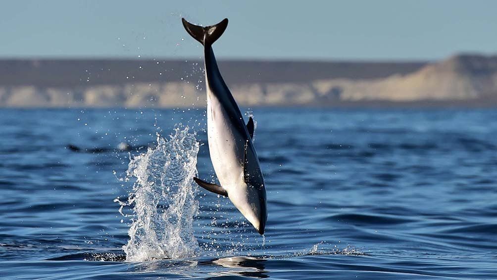 Los delfines fueron los protagonistas del fin de semana en Puerto Madryn, Chubut.