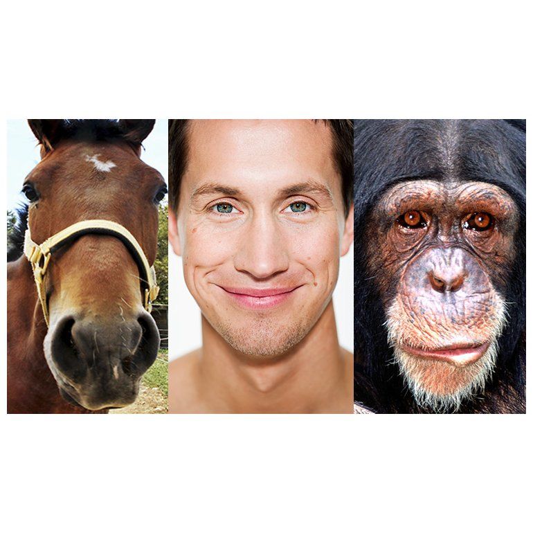 Personas, chimpancés y caballos comparten rasgos faciales
