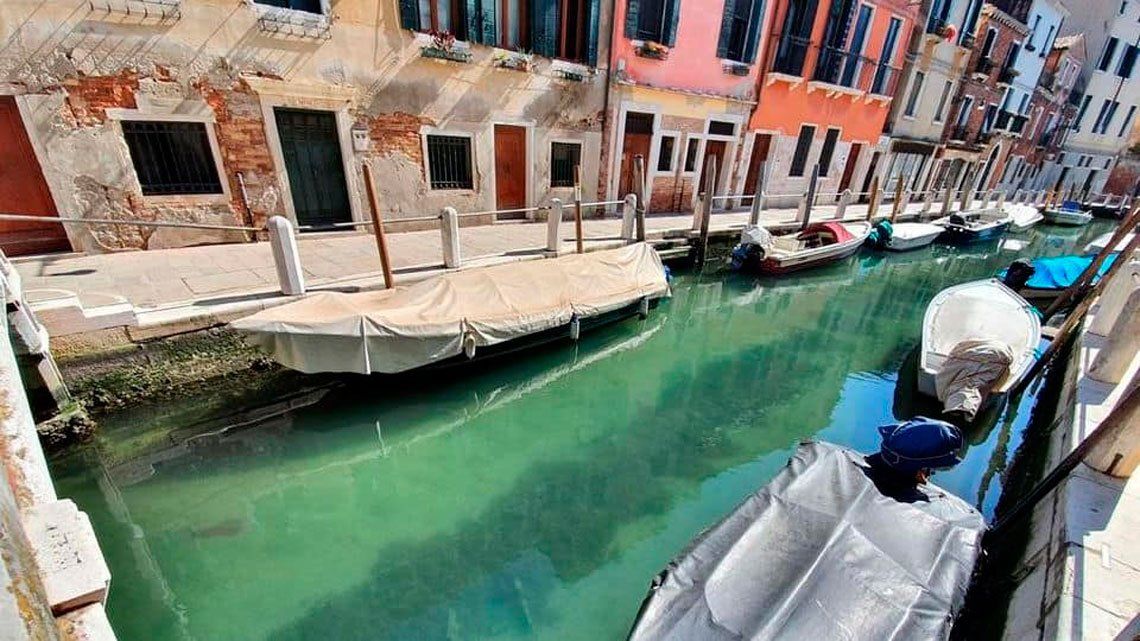 Por la cuarentena, delfines, jabalíes y cisnes se pasean por los canales de Venecia
