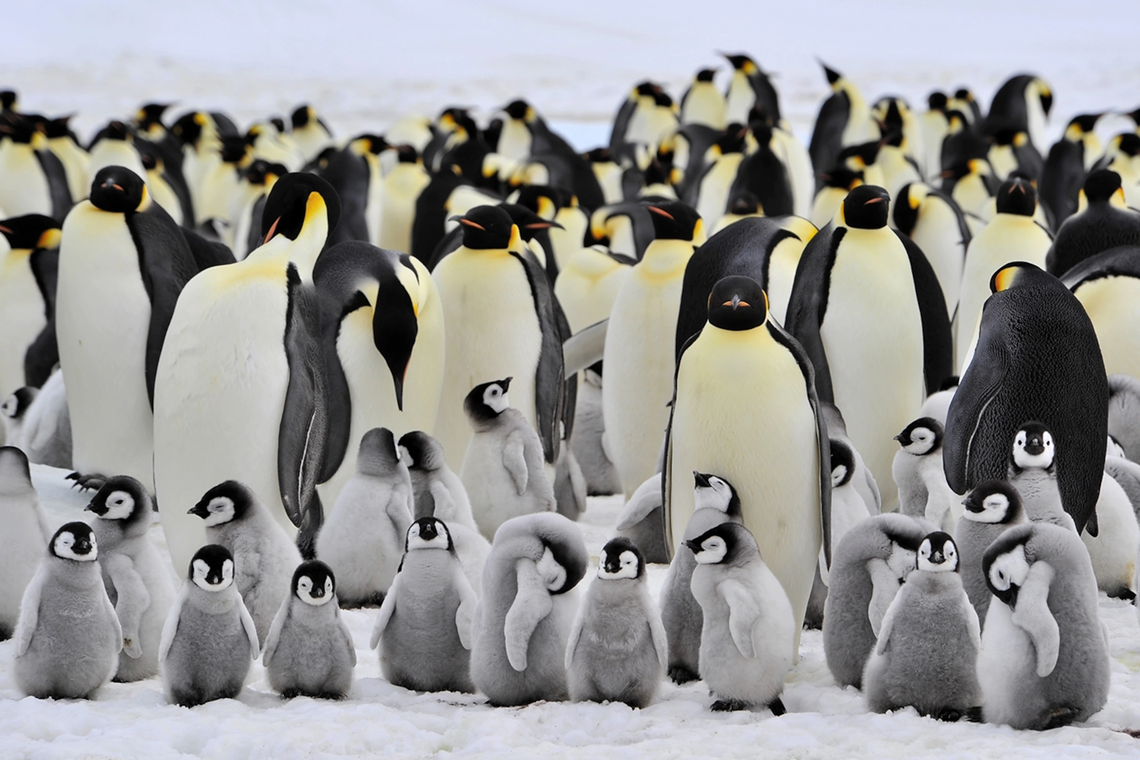 Los pingüinos emperador se podrían extinguir en los próximos 30-40 años
