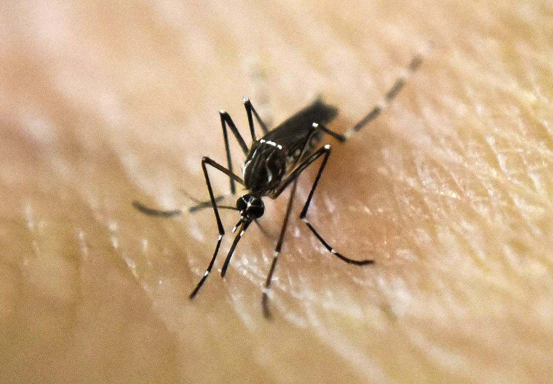 El dengue es una enfermedad viral que se transmite de mosquitos a personas.  