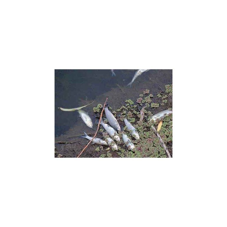 La muerte de más de 20 mil peces herbívoros es investigada en Tunuyán.