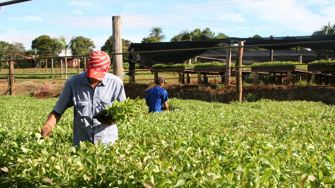 La producci&oacute;n de la yerba mate se concentra en Misiones y Corrientes.