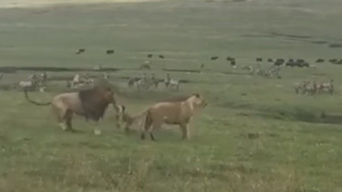 Video | Ma que Rey de la selva: un perro enfrentó a dos leones y los mordió