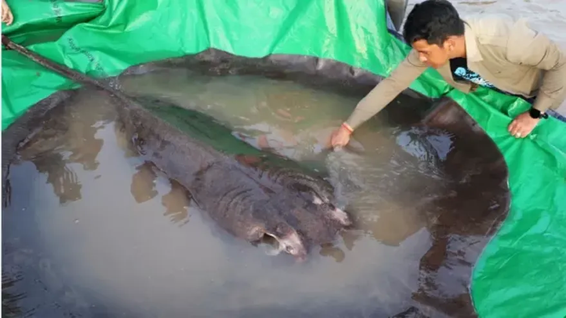 La raya gigante pesa 300 kilos y es el animal de agua dulce más grande.