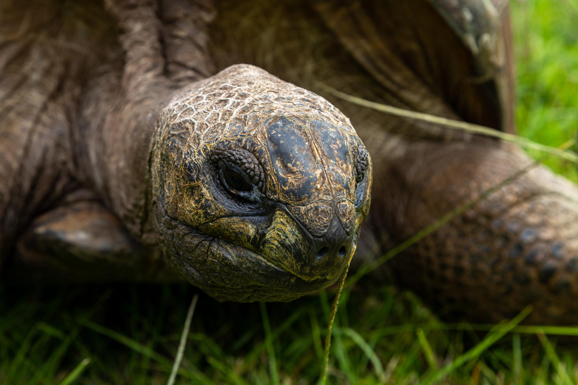 La ciencia reveló el secreto de por qué las tortugas viven tanto
