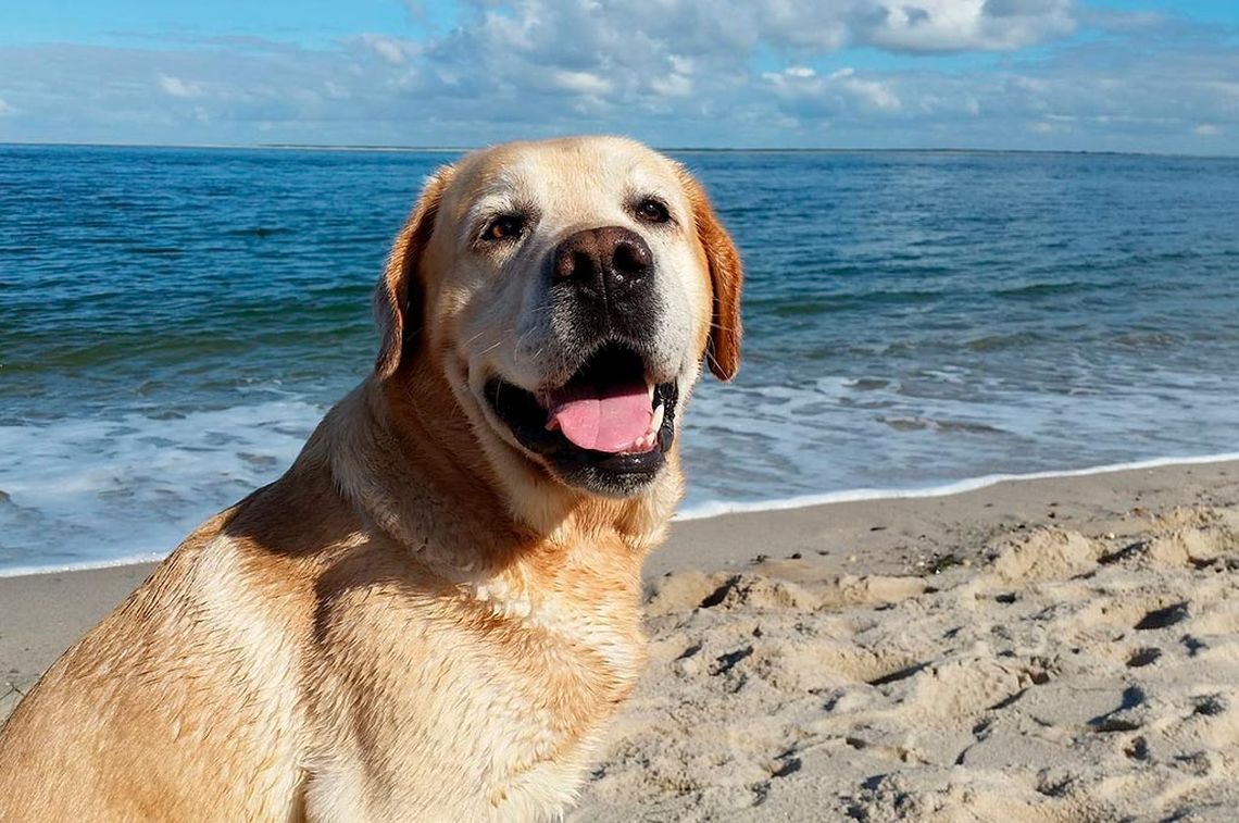 Dudas y desmentidas por la muerte de perros en las playas de Villa Gesell