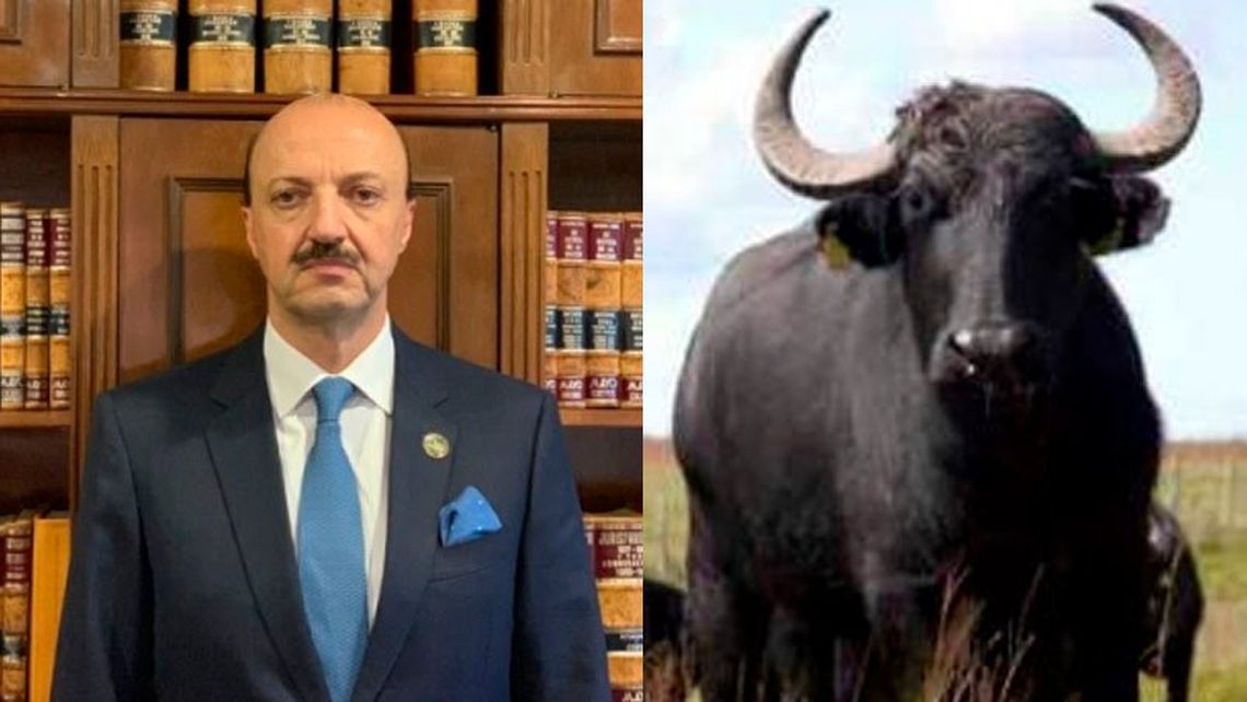 Entre Ríos: búfalo mata a turista mexicano en coto de caza.