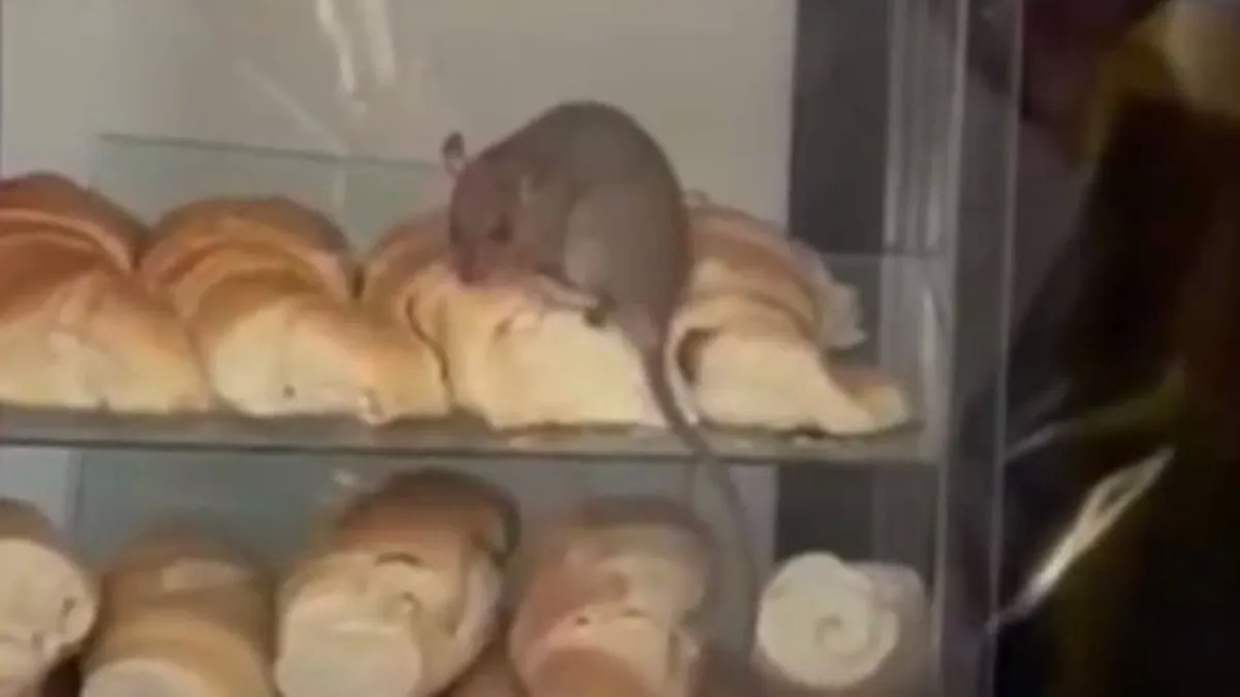 Filmaron a una rata comiendo una medialuna en una panadería de Congreso.