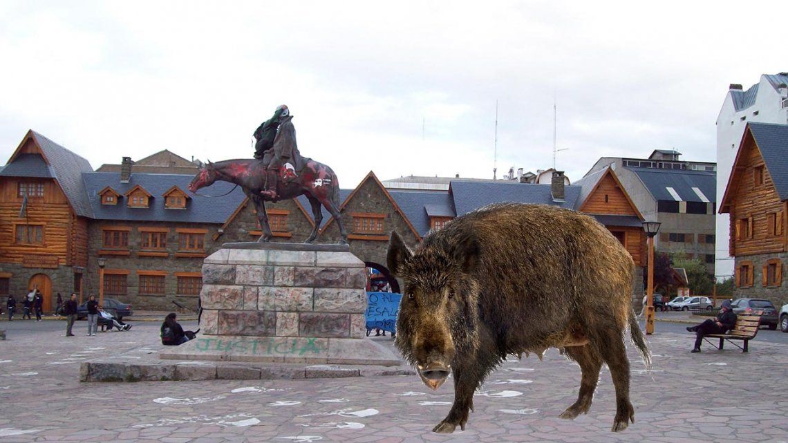 Terror en Bariloche por la presencia de una manada de jabalíes salvajes