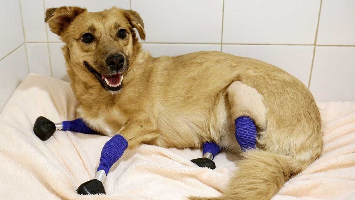 Una perra pudo volver a caminar con 4 prótesis de titanio