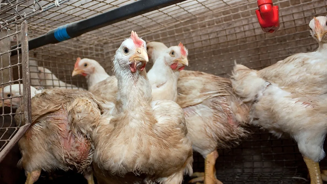 Ya se notificaron casos de influenza aviar en Córdoba, Salta, Jujuy y Santa Fe