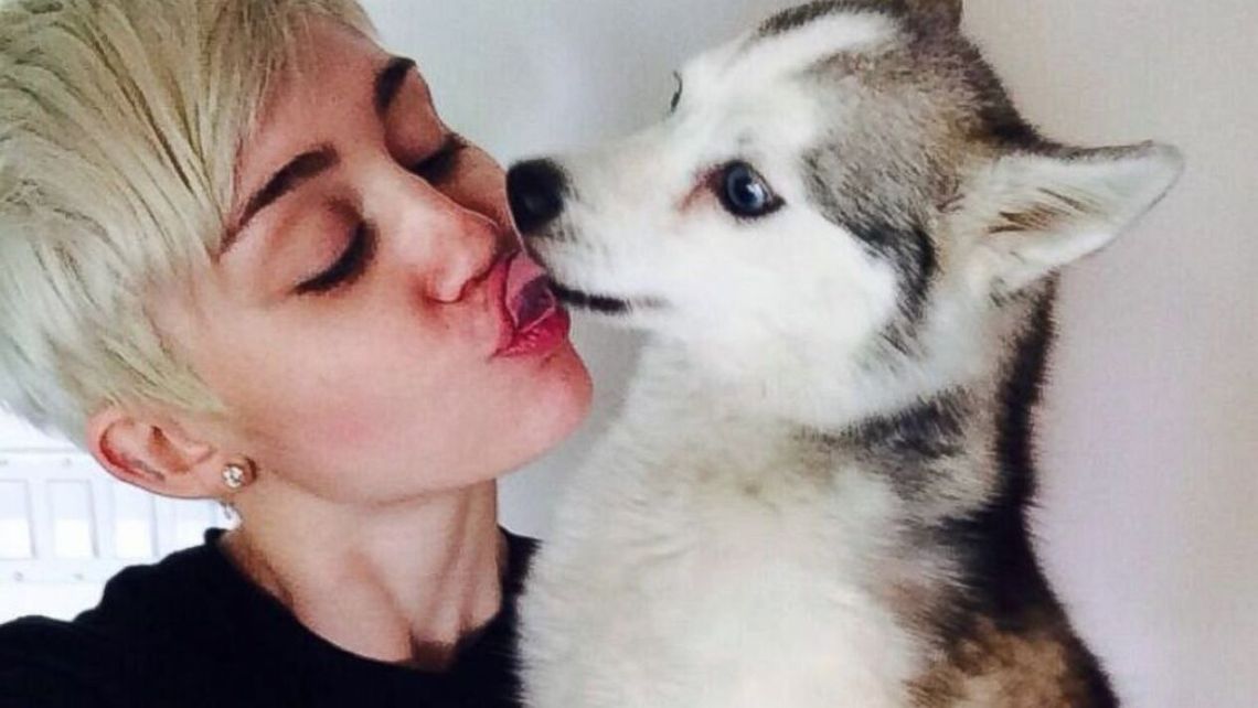 Miley Cirus y su adorado siberiano