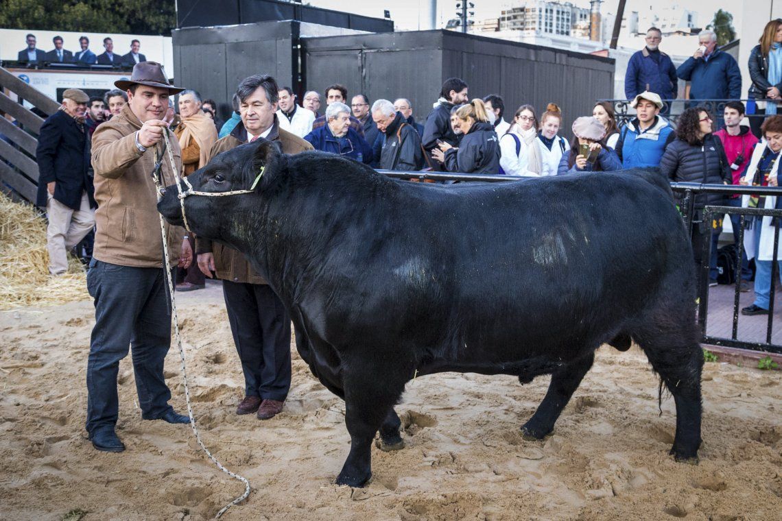 El toro Mbappé, el primer animal que llegó a la Exposición Rural de Palermo