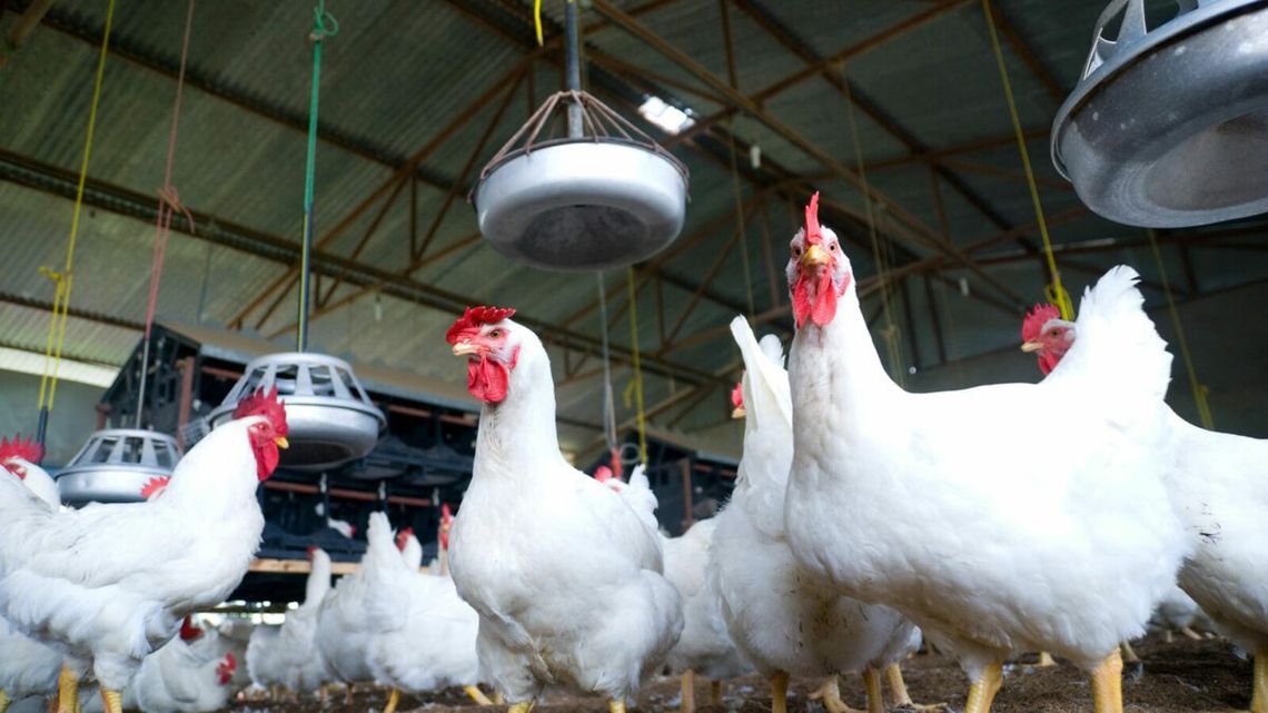 El Gobierno bonaerense analizó la situación de gripe aviar y emitió recomendaciones﻿.
