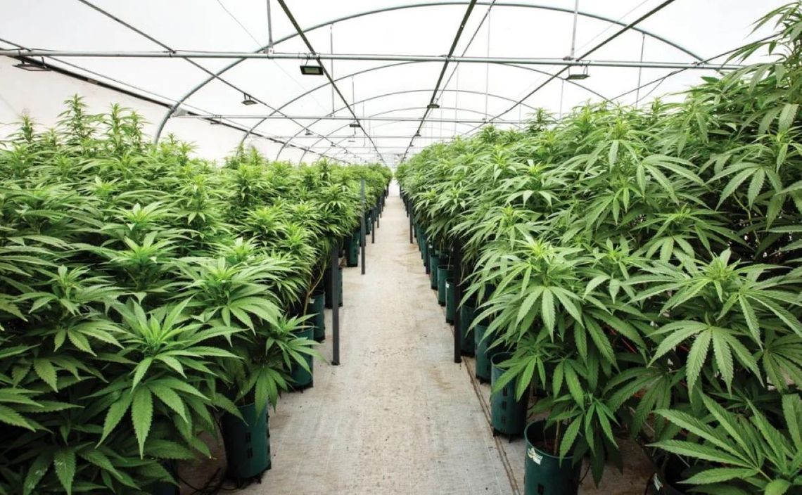 La industria del cannabis medicinal y el cáñamo industrial tiene un crecimiento exponencial a nivel local y mundial.