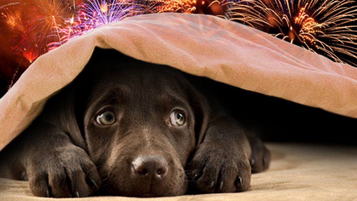 Perros y gatos felices: cayó la venta de fuegos artificiales