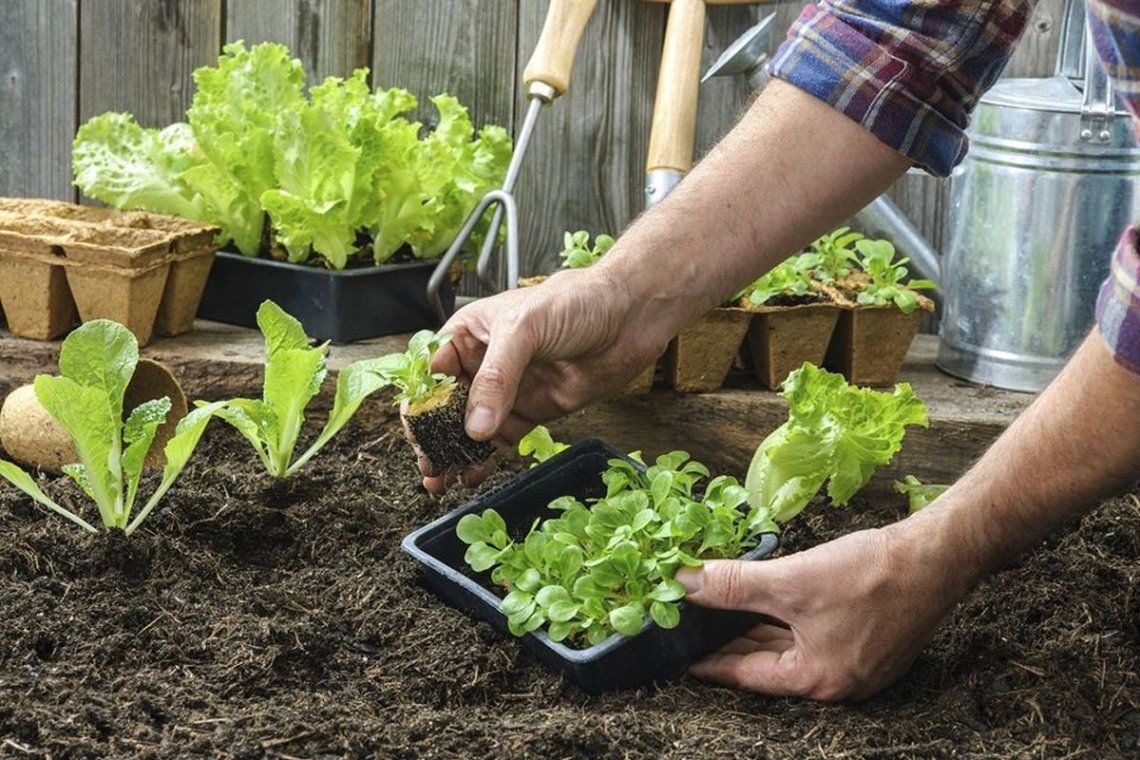 Huerta en casa: tips para un cultivo exitoso
