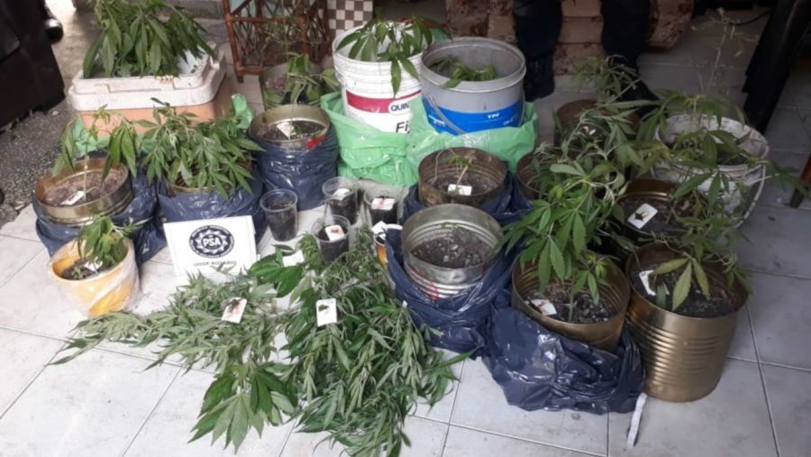 Rosario: plantaban marihuana en el jardín y la enviaban por el correo