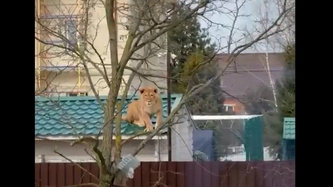 La leona sobre el techo de una casa en Rusia