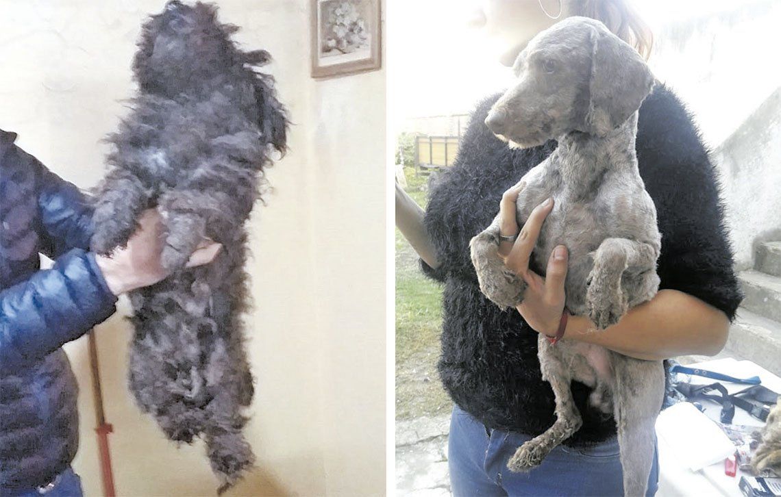 Quilmes: rescataron a 13 caniches en un criadero clandestino