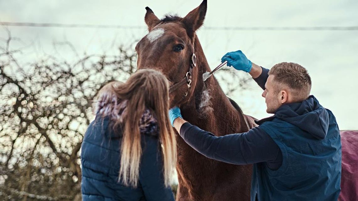La xilacina es utilizada para relajación de animales y otros caballos.