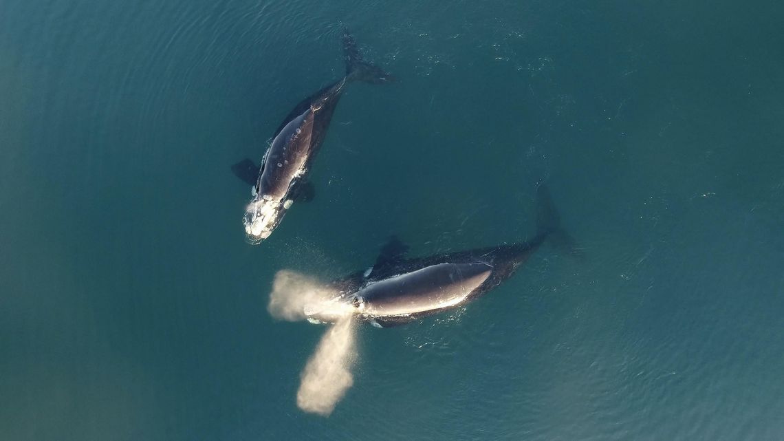 Península Valdés: récord de ballenas registradas en el último relevamiento aéreo