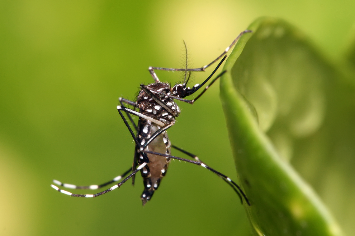 El Aedes aegypt transmite el dengue