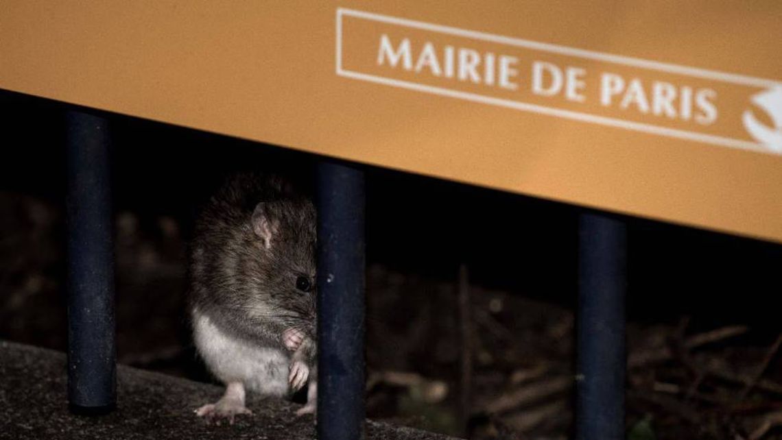 Francia: proponen a los residentes convivir con las ratas.
