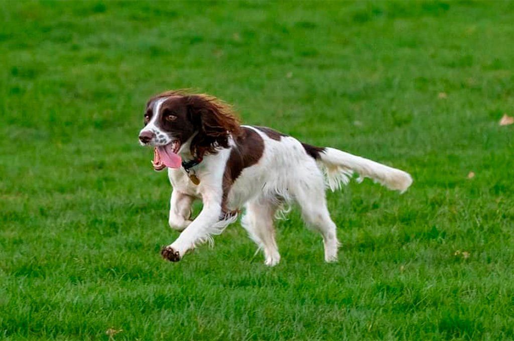 El springer spaniel es un perro ideal para tener en un espacio amplio donde pueda correr a su gusto.