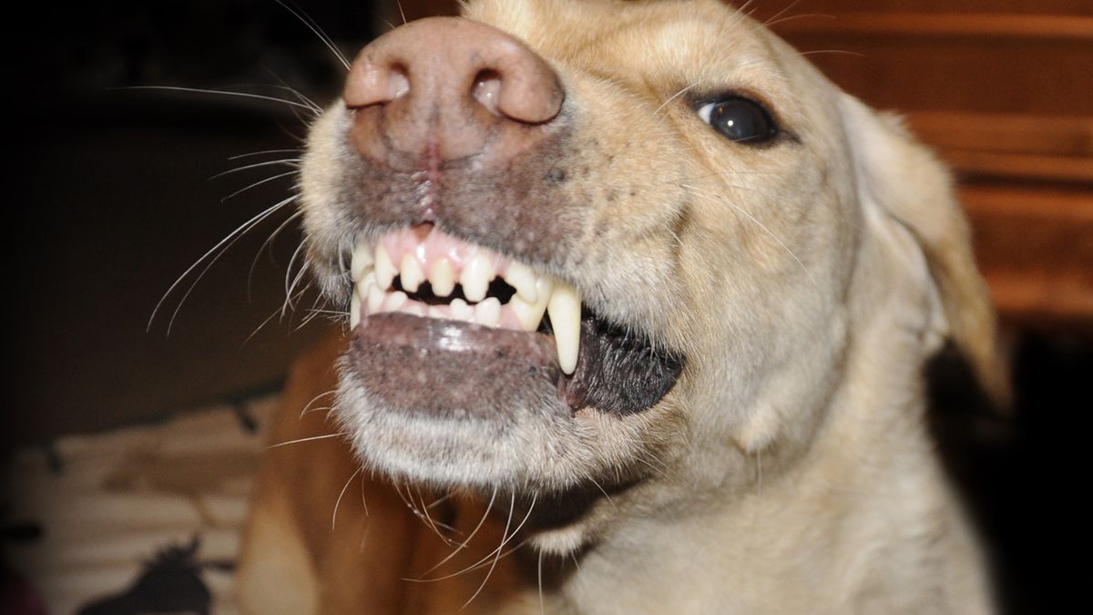 a que edad los perros empiezan a perder dientes