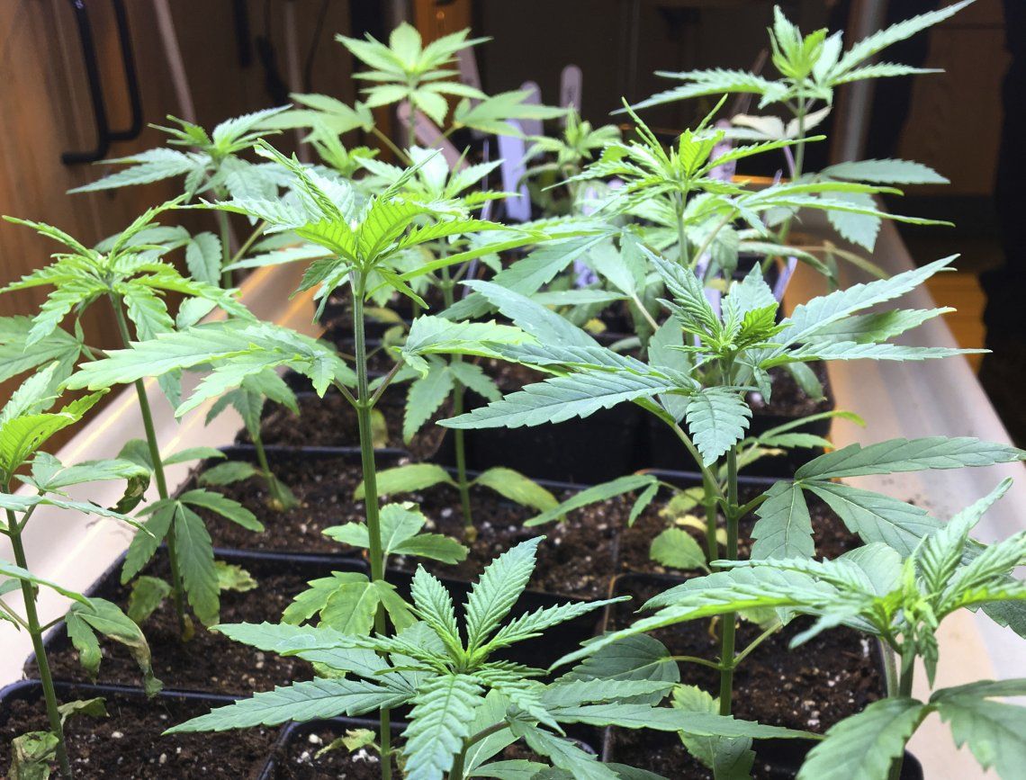 Chubut aprobó el cultivo de cannabis con fines medicinales