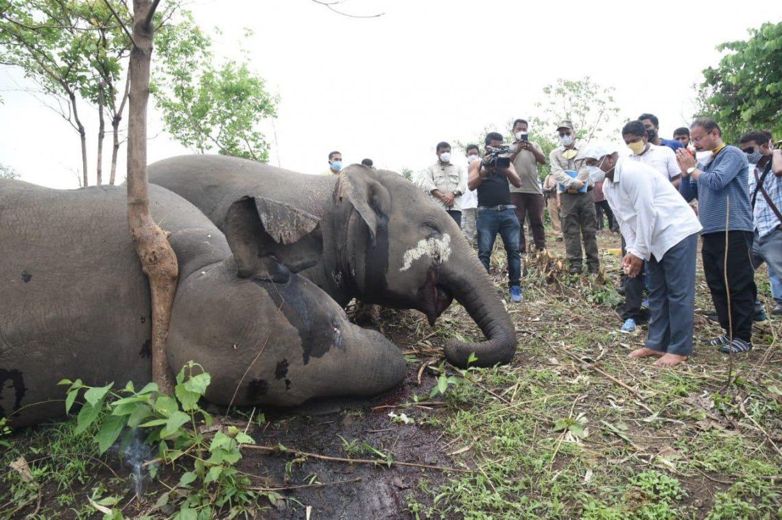 India: se está llevando a cabo una investigación sobre las muertes de animales