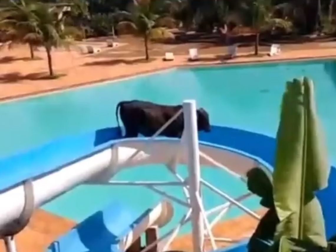 Un buey escapa del matadero y se sube a un tobogán de agua