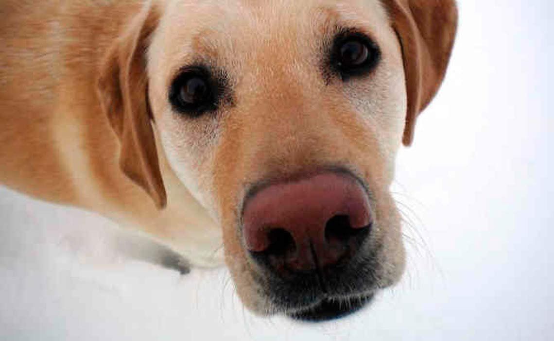 El motivo por el cual los perros tienen la nariz húmeda