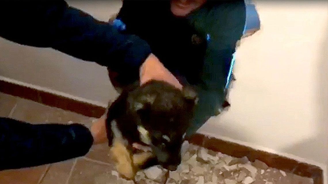 España: rescatan a una perra atrapada en una tubería.