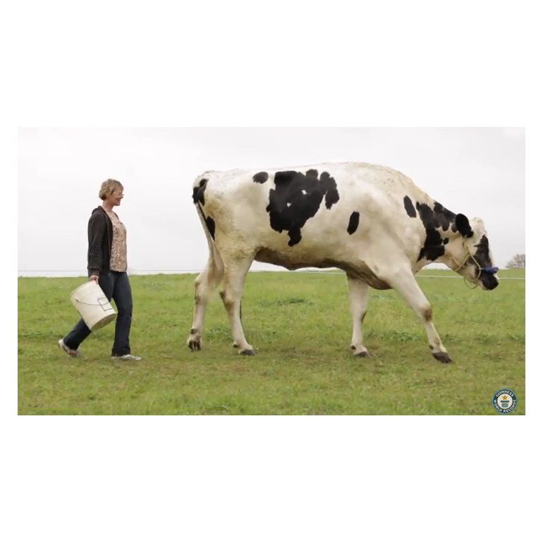 Video | ¡Conocé a Blosom, la vaca más alta del mundo!