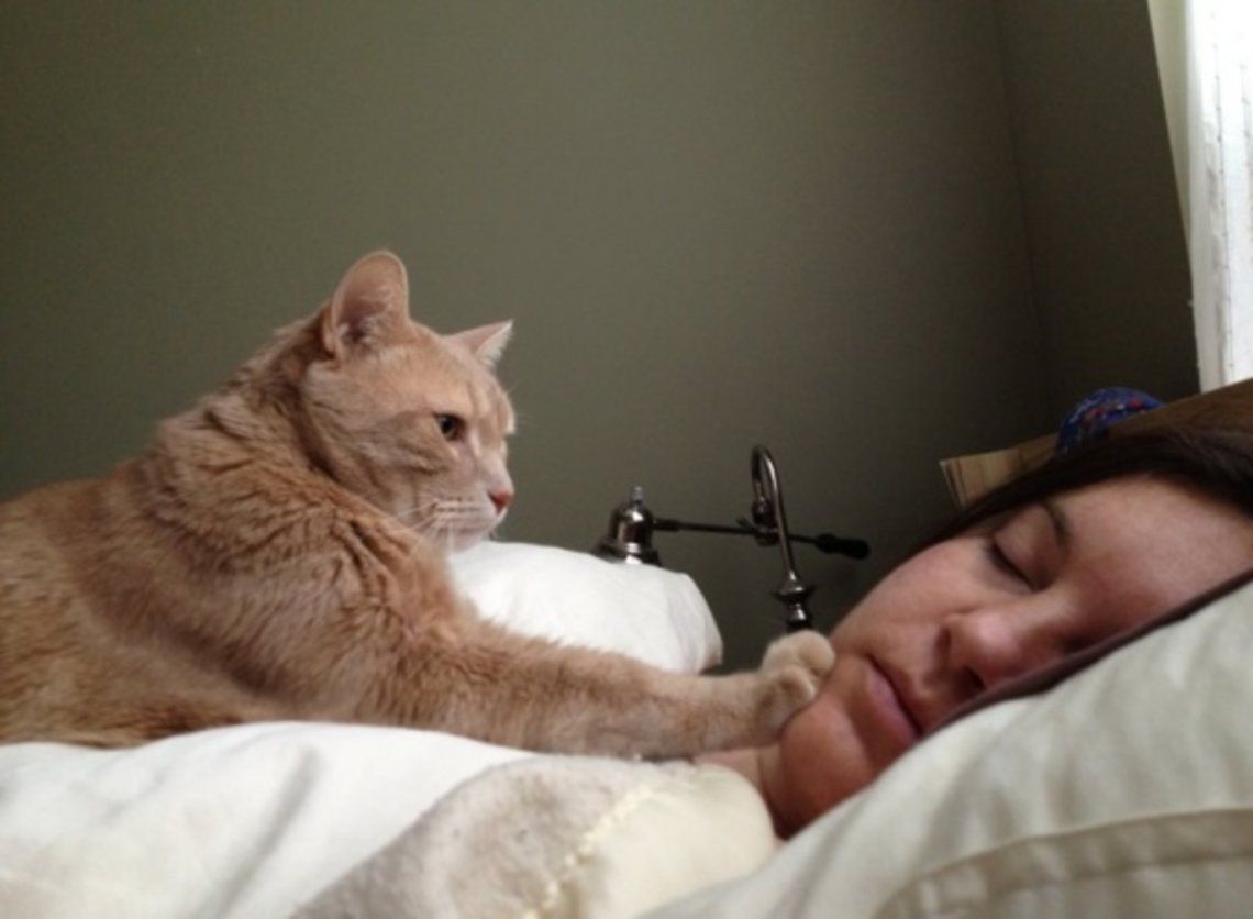 Las cinco razones por las que tu gato te despierta temprano
