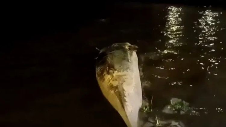 La ballena fue vista encallada en la noche del lunes.