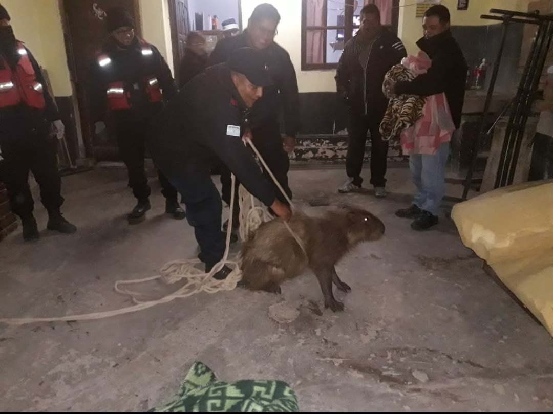 Rescatan a un carpincho que se cayó en una alcantarilla en Jujuy