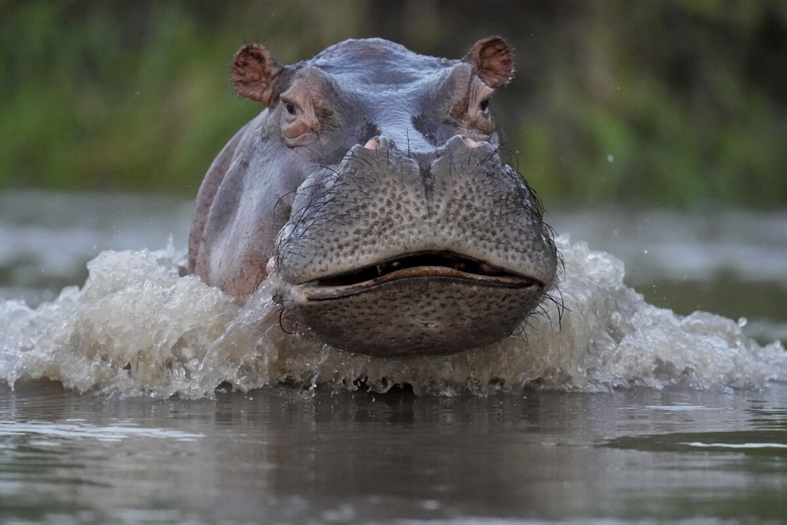 Los hipopótamos llegarán a India y México