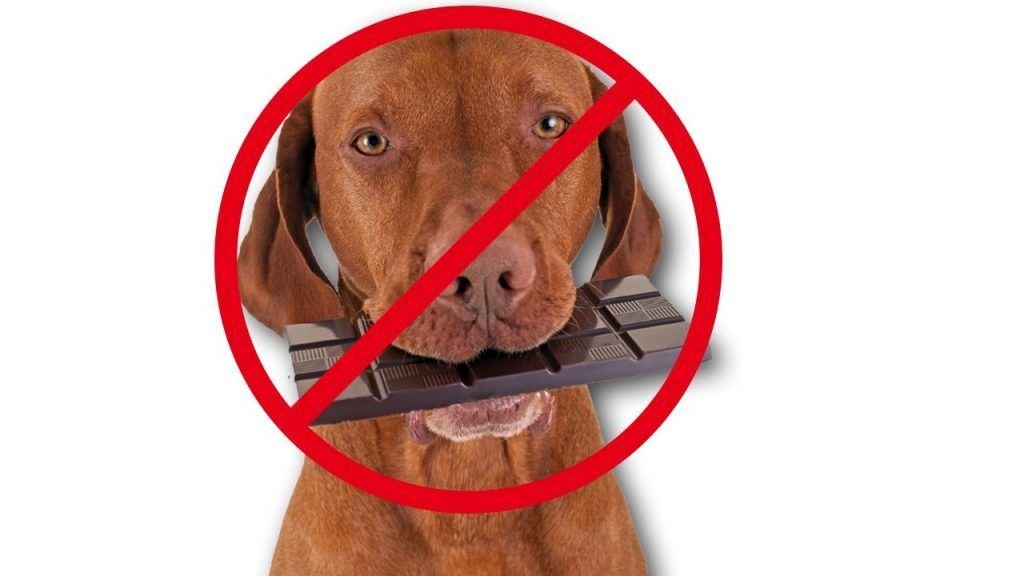 Los 10 alimentos prohibidos para los perros