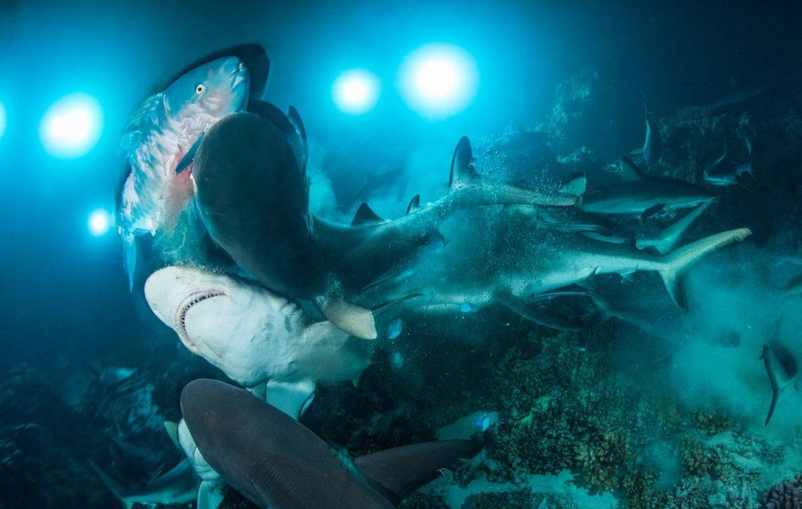 Las imágenes ganadoras del Underwater Photographer of the Year 2019