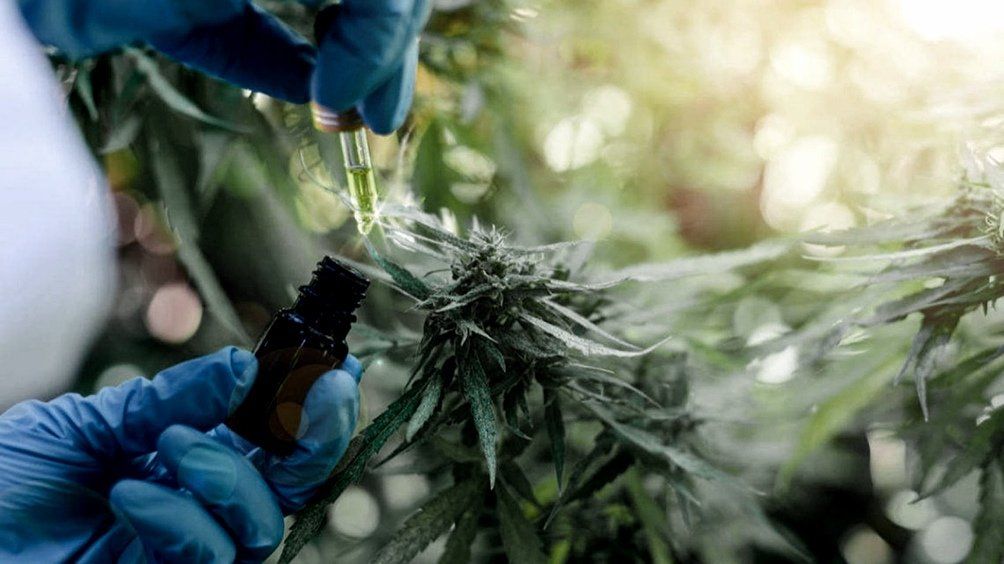 Senado: aprueban marco regulatorio de producción de cannabis.